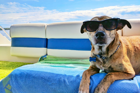 Traveling With a New Pet? These Tips Will Help You Get Through It