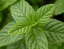 Peppermint Leaves 1 lb